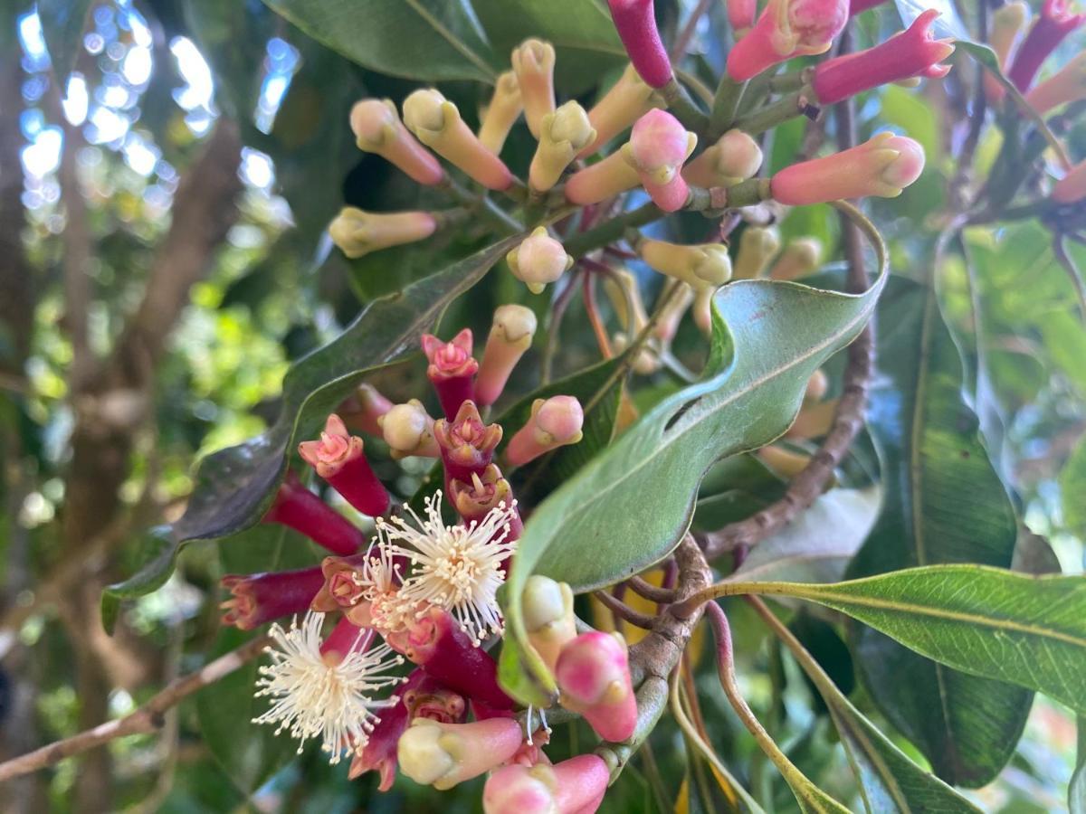 הוילה Soufrière Belle Etoile - Celestial Hideaway מראה חיצוני תמונה